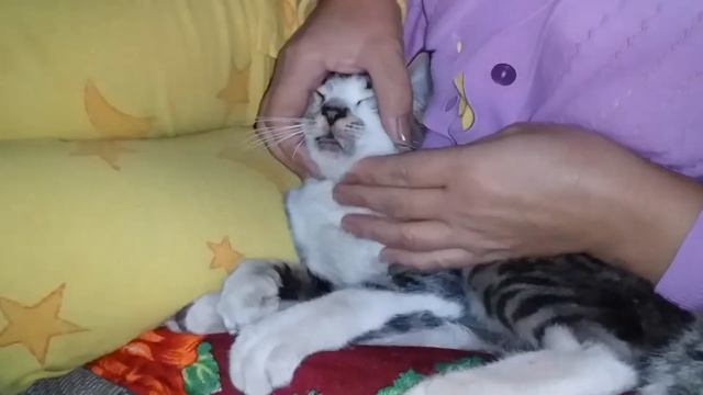 У кота в зубах застряла кост The cat has a bone stuck in its teeth смотреть онлайн