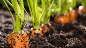 ПОСЕВ МОРКОВИ. Два быстрых и удобных способа посадки моркови без прореживания.