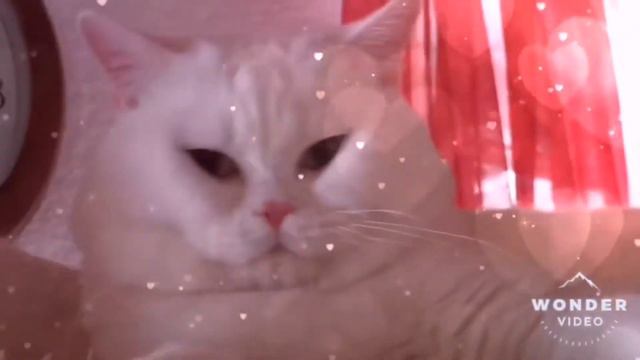 Кошки и котята 2020, веселый кот, приколы с животными,Bkh, bkhkitten, bkhkatzen, Tiere2020 смотреть онлайн