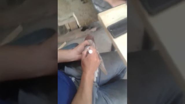 супер голубь смотреть онлайн