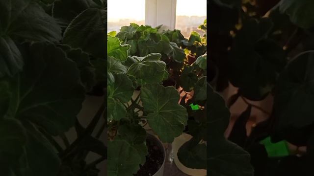 Пеларгонии зимой. смотреть онлайн