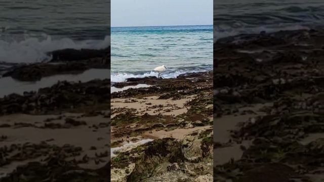 ЦАПЛЯ НА СРЕДИЗЕМНОМ МОРЕ! 🐡 РЕДКО ТАКОЕ УВИДИШЬ! смотреть онлайн