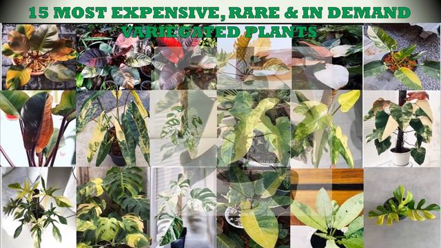15 Expensive Variegated Plants смотреть онлайн