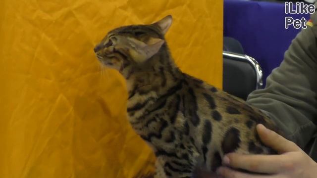 Как заботиться о зубах кошки? смотреть онлайн