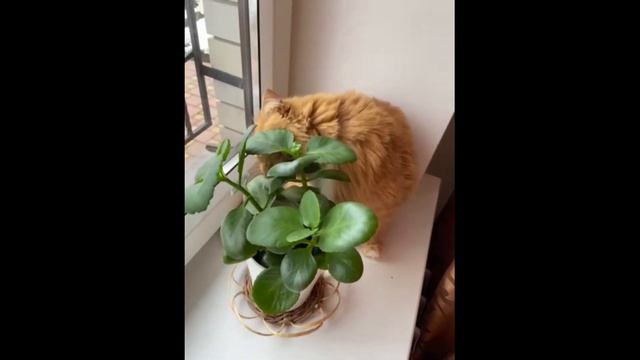 Вася - лучший увлажнитель листьев для комнатных растений смотреть онлайн