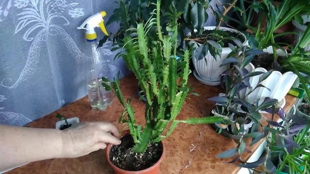 Молочай треугольный и уход в домашних условиях. смотреть онлайн