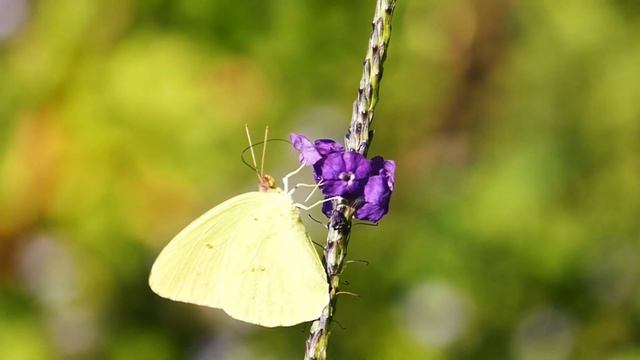 Белая сова! Собаки! Аро! Олени! Ибисы! Волки! Бабочки! Стадо лошадей!