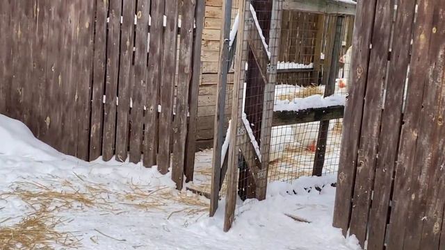 Гуси живут на снегу в морозы, правильно ли это/ Световой режим для уток и яйцекладки нет/ Ждем моро смотреть онлайн