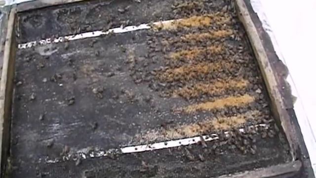 какие летки открывать в начале зимовки пчел на воле - декабрь на пасеке