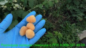«АННА»-малина желтоплодная ремонтантная.