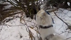 Отучаю козу от вымени