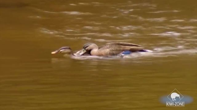 Факты о Новой Зеландии / Интересная информация / KIWI-ZONE смотреть онлайн