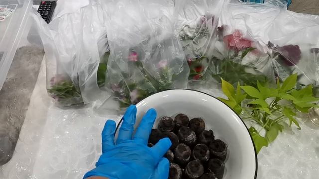 Черенкую и сохраняю вегетативные растения ? смотреть онлайн