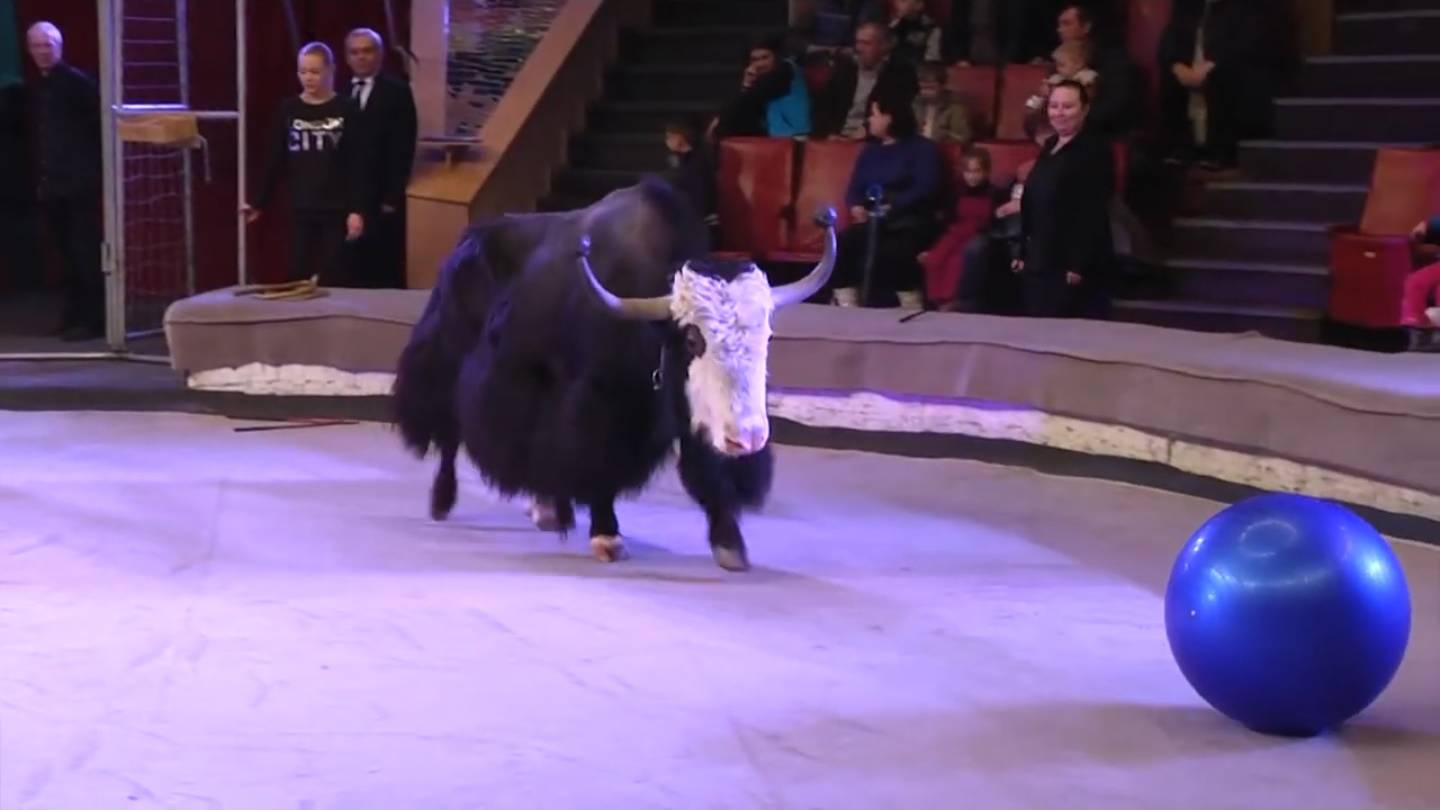 Цирковая программа "Мир животных - мир друзей" (2 отдел.), Луганский Государственный Цирк, 2016 г.