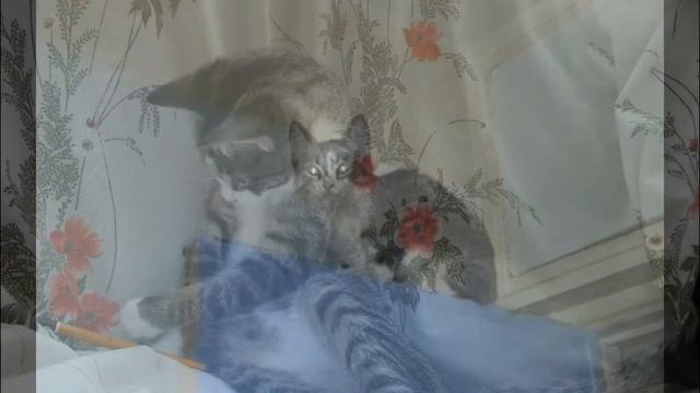 Мое слайд-шоу. Котёнок из приюта. смотреть онлайн