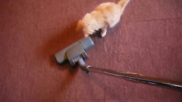 Кеша и пылесос смотреть онлайн