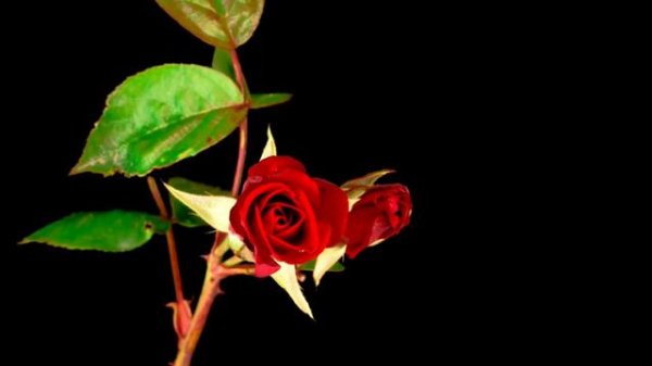 Beautiful flowers video | Best Relax Music | flower blooming video |  Nature Video Calm Music |HD