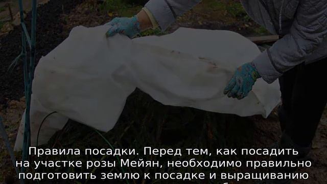 Роза Мейланд смотреть онлайн