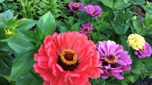Циния. Особенности выращивания.