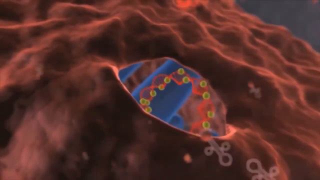 Механизмы действия терапевтического ангиогенеза. Неоваскулген® смотреть онлайн