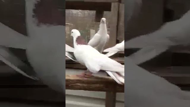 Бакинские широкохвостые голуби Краснодарского края! смотреть онлайн