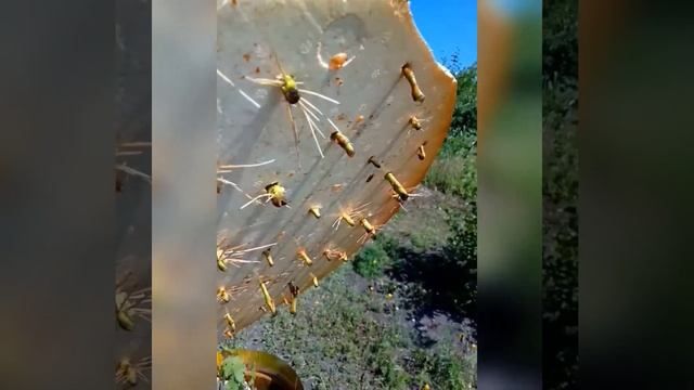 Летнее укоренение зелёных побегов, размножение винограда. смотреть онлайн