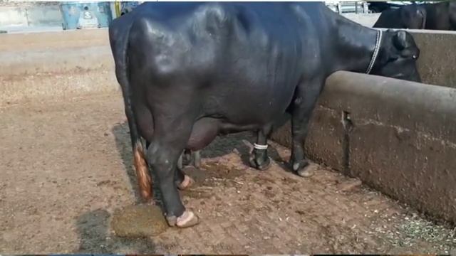 World Record Buffalo sale 33 Lacks ll Hajji Shouqat Dogar of Multan 10/21/2021 смотреть онлайн