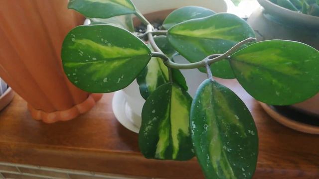 Мои красивые растения, все растёт 27июня 2023г. смотреть онлайн