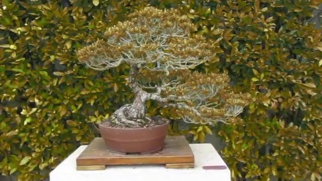 Bonsai Pinus Parviflora - www.GuiaJardines.com смотреть онлайн