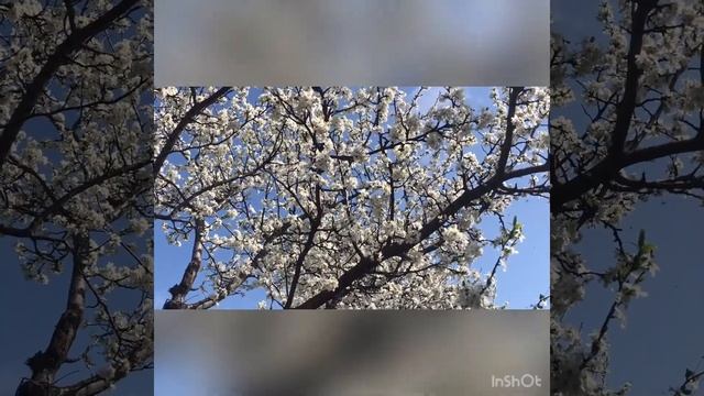 Прогулка в цветущем саду смотреть онлайн