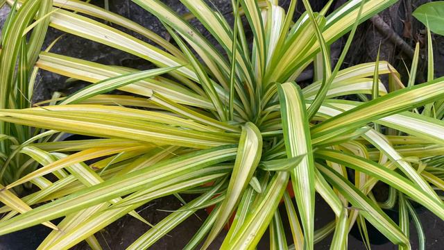 Pendanus plant care -मराठी смотреть онлайн