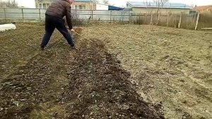 Ручной культиватор плоскорез  в работе.