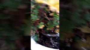 Обрезка пеларгонии Ангел