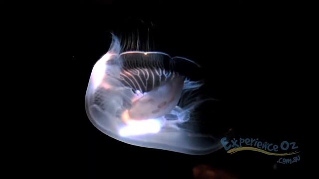 Sydney Aquarium, Sydney, Australia | Experience Oz смотреть онлайн