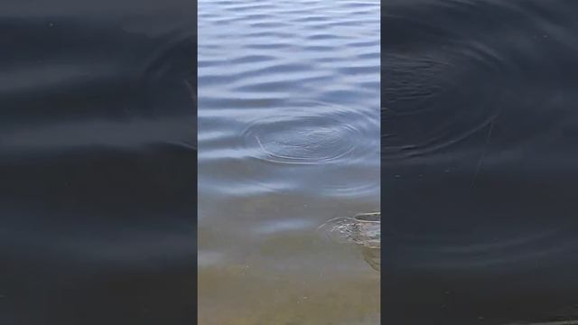 Рыбалка в Казани. Локомотив. Чемпион Андрей Степанов. Фидер. Рыбалка в городе . Междусобойчик. смотреть онлайн