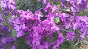 Бронзовка. Польза и вред. Борьба с жуком