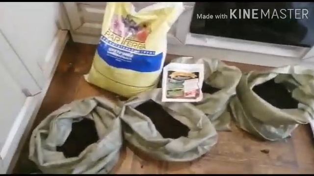 Выращивание картофеля в мешках на балконе