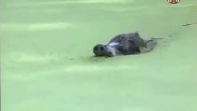 Копия видео Охота на кабана-Загнанный собаками! смотреть онлайн