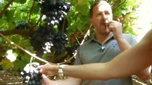 Виноград  АВАТАР - Новая Сенсация !? или очередной Развод на Деньги..Виноград Аватар - КишМиш?