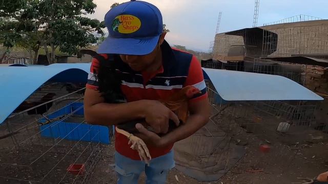 NOS LLEGARON NUEVOS SEMENTALES