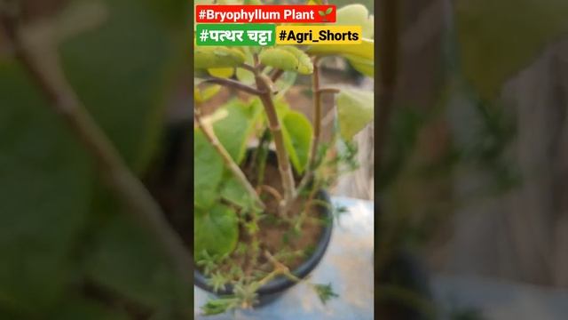 #Bryophyllum Plant ? | Pot Gardening | #Agri_Shorts смотреть онлайн