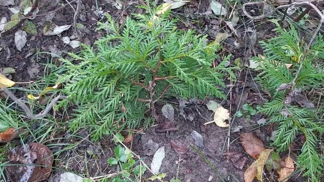 Осеннее размножение туи. смотреть онлайн