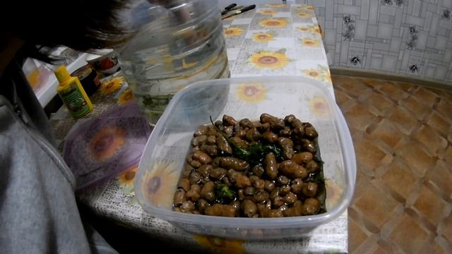 Корневища от анубиаса в тепличке смотреть онлайн