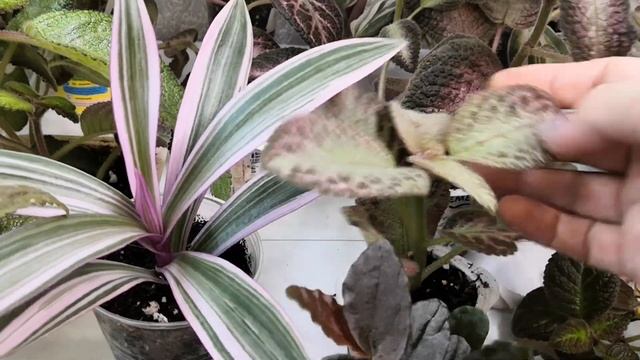 Эписции и традесканции собираю в дальнюю дорогу. смотреть онлайн