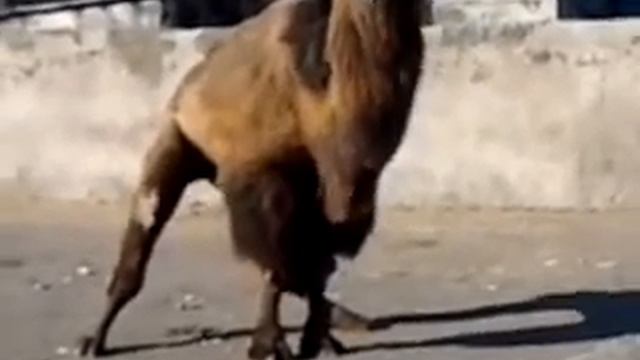 Магические загадки прошлого