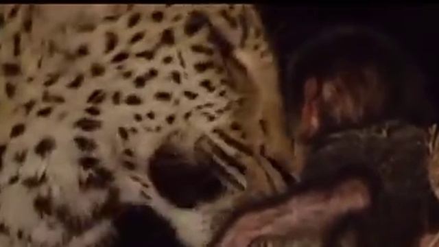 Ягуар убивает бабуина и спасает его ребёнка смотреть онлайн