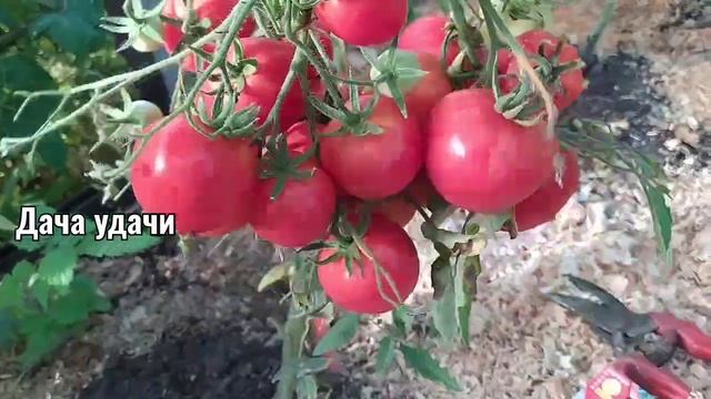 Кистевой томат ЮБИЛЕЙНЫЙ ТАРАСЕНКО! Всем советую вырастить! Дача удачи смотреть онлайн