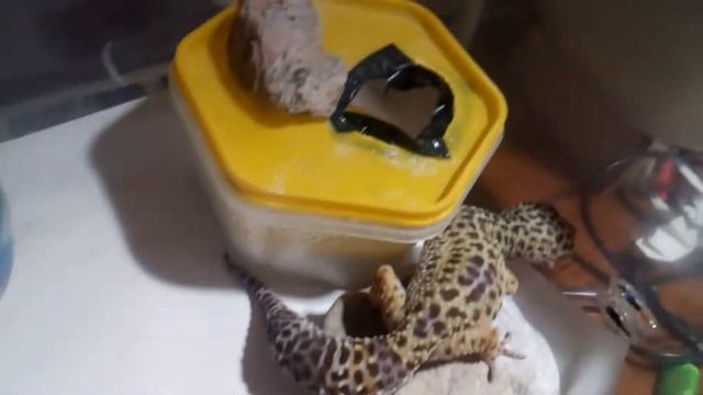 Как прочистить желудок эублефару и как предотвротить появление подобных проблем