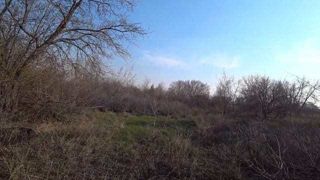 Окрестности Караганды 2 - так будет называться плейлист, для которого снимаются берёзы, сосна и т.д смотреть онлайн
