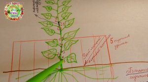 Огурцы Арктика F1 - шедевр иностранной селекции Лучший гибрид огурцов для теплицы и открытого грунт